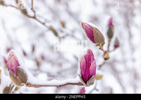 Magnolia pink flower buds macro closeup with bokeh background in winter covered in white snow showing texture of snowflakes in Virginia Stock Photo
