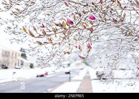 Magnolia pink flower buds in winter spring covered in white snow closeup in northern Virginia residential neighborhood frozen after snowstorm Stock Photo