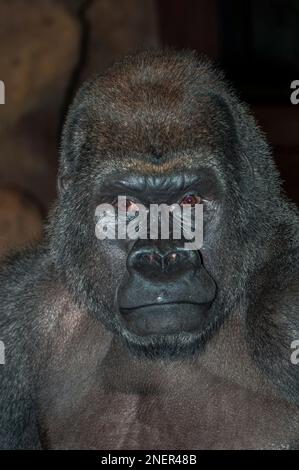 western lowland gorilla male close-up portrait, vertical Stock Photo