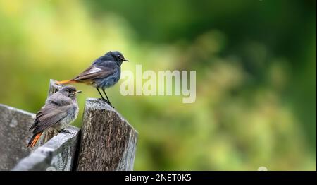 An eye-level picture of a black redstart couple on a wooden fence, minimalism, green background, copy space, rule of thirds Stock Photo
