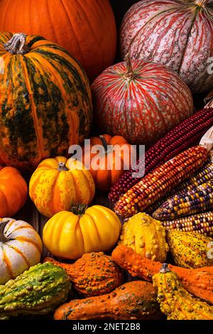 Autumn Abundance still life of fall harvest with pumpkins, gords, Indain corn Stock Photo
