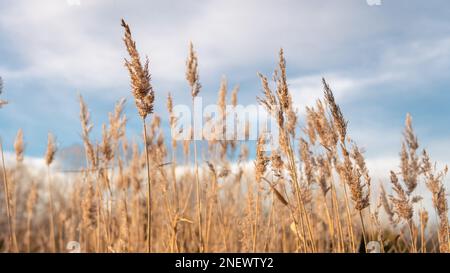 Yellow and blue natural floral background, dry reeds. High quality photo Stock Photo