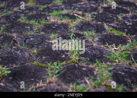 Black Paving Block Texture Overgrown With Green Grass, In The Village Of Daya Baru In The Afternoon Stock Photo