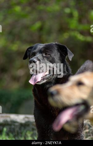 Two dogs are waiting a treat after exhausting day in nature Stock Photo