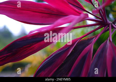 Bright Purple Leaves Of The Cordyline Fruticosa Plant, In Southwest Village At Evening Stock Photo