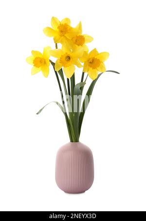 Bouquet of beautiful yellow daffodils in vase isolated on white Stock Photo