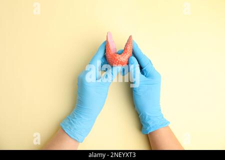 Doctor holding plastic model of healthy thyroid on beige background, top view Stock Photo