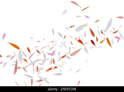 Beautiful tender petals flying on white background Stock Photo