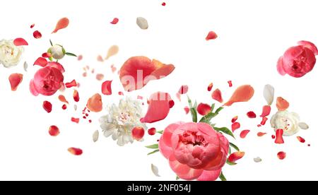 Beautiful flowers and petals flying on white background. Banner design Stock Photo