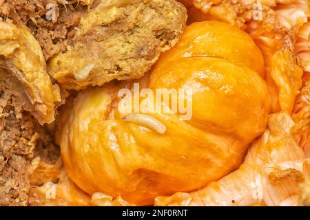 rotten flesh of the Artocarpus integer inner fruit. Stock Photo