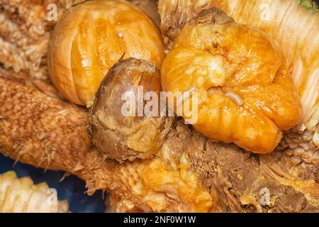 rotten flesh of the Artocarpus integer inner fruit. Stock Photo