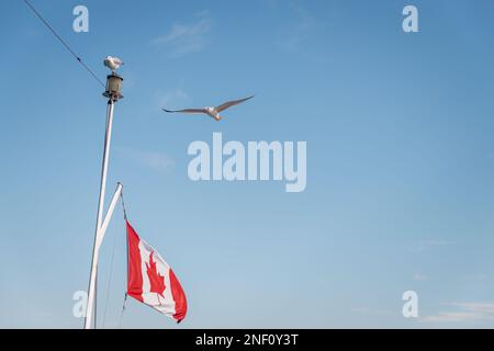 Canadian flag flying on the flagpole. Birds flying against a sunny blue sky. Boat cruise on the Thousand Islands. Canada. Stock Photo