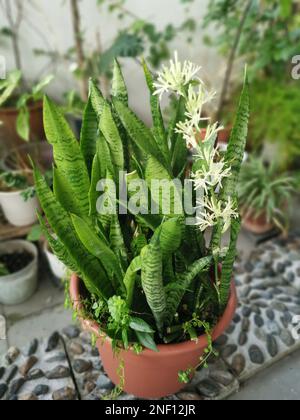 Sansevieria Snake Plant pot with sprouting White Flower Stock Photo - Alamy