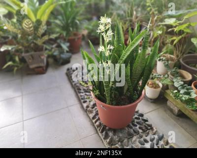 Sansevieria Snake Plant pot with sprouting White Flower. Stock Photo