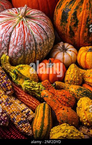 Beautiful Autumn Harvest, colorful still life Stock Photo