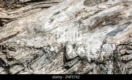 old and weathered dead tree. natural textured background. closeup view. Stock Photo
