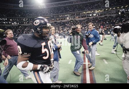 Chicago Bears linebacker Mike Singletary looms in on Minnesota Vikings  quarterback Steve Dils as he fumbles in the fourth quarter of game causing  an 11-yard loss, Dec. 11, 1983 in Minneapolis. Dils