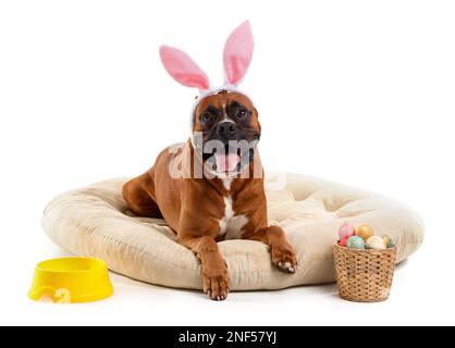 Cute Boxer dog with bunny ears and Easter eggs lying in pet bed on white background Stock Photo