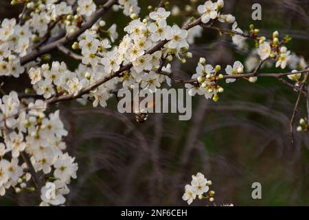 Sphingidae on the flowering branches of cherry plum. A small hummingbird pollinates delicate white flowers. Muted authentic pastel background. Beautif Stock Photo