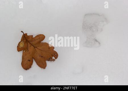 Texture,winter background. Yellow autumn oak leaves on the first snow. The dry leaf lies on fluffy snow, on the ground.Season change concept. copy spa Stock Photo