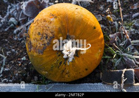 Cucurbita maxima, giant pumpkin, with frosty stem Stock Photo