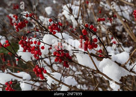 Snow-covered red viburnum berries on useful for the body on a frosty winter day. Stock Photo