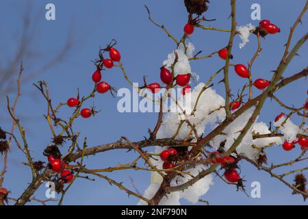 snowy red fruits of rose hips in winter under the snow on a sunny day. Stock Photo