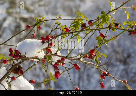 snowy red fruits of rose hips in winter under the snow on a sunny day. Stock Photo