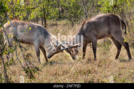 Two young Waterbucks (Kobus Ellipsiprymnus) fighting. Kruger National Park, South Africa Stock Photo
