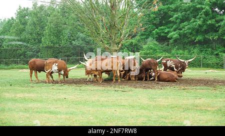 Herd of Watusi resting and lying under the tree in the safari zo park. Watusi longhorn bull eating grass. Group of exotic cows Stock Photo