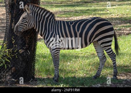 Zebra with clearly visible stripes in the zoo Stock Photo