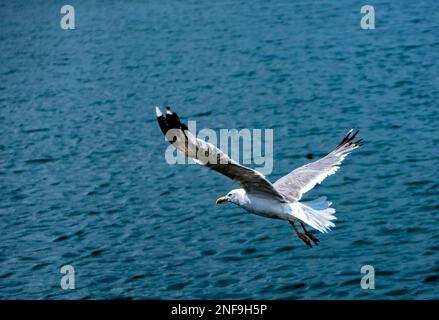 Seagull flying with wings outstretched near and low to the sea in the seaport of Rianxo. Stock Photo