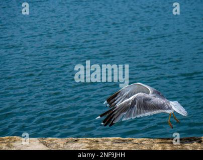 Seagull flying with wings outstretched near and low to the sea in the seaport of Rianxo. Stock Photo