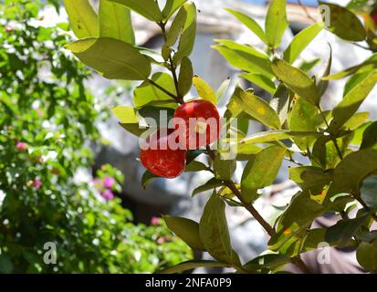 Syzygium jambos known as Rose apple and pomarrosa growing in Vietnam Stock Photo