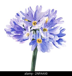 Lilac flowers on a tall stem. watercolor illustration Stock Photo