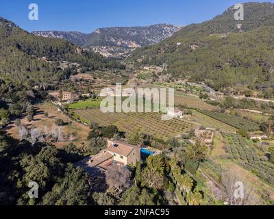 Son Brondo olive grove, typical Mallorcan variety, Valldemossa, Majorca, Balearic Islands, Spain Stock Photo