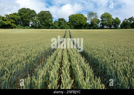 Tramlines in wheat field with hedgerow and trees in Hampshire, England, UK Stock Photo