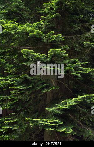 Pacific silver fir (Abies amabilis) branches, lush green needles, textured background. Stock Photo