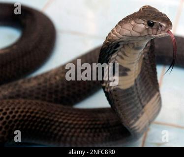 Snake restaurant, Hanoi, Vietnam Stock Photo - Alamy