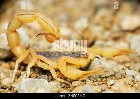 Indian red tailed scorpion, hottentota tamulus, Satara, Maharashtra ...
