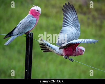Two Galahs, colourful pink and grey cockatoos, Australian native birds on a wire fence, one with wings raised ready for taking flight, Australia Stock Photo
