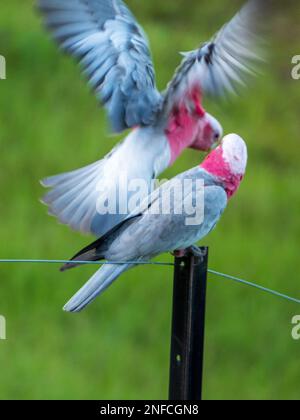 Two Galahs, pink and grey cockatoos, Australian native birds on a wire fence, one with wings raised ready for flying, wings a blur Stock Photo