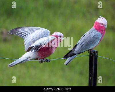 Two Galahs, colourful pink and grey cockatoos, Australian native birds on a wire fence, one with wings raised ready for taking flight, Australia Stock Photo