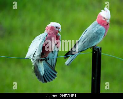 Two Galahs, pink and grey cockatoos, Australian native birds on a wire fence, one with wings unfurling ready for taking flight, Australia Stock Photo