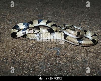 Banded Kukri Snake, Oligodon arnensis Satara, Maharashtra, India Stock Photo