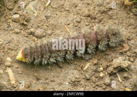 Moth caterpillar on ground, Satara, Maharashtra, India Stock Photo