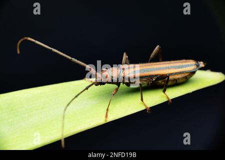 Long horn beetle on leaf with black background, Satara, Maharashtra, India Stock Photo