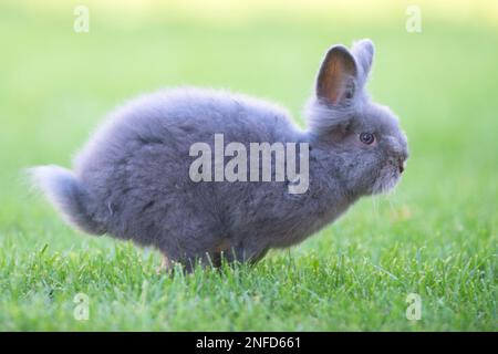Cute grey fluffy rabbit running  on grass backyard. Stock Photo
