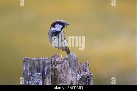 House Sparrow, Passer domesticus, perched by the River Waveney on the Norfolk Suffolk border Stock Photo