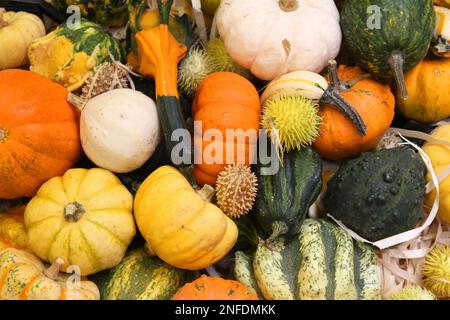 Autumn harvest at a market in Italy - varieties of squashes and pumpkins including zucchini, yellow crookneck squash and cucurbita. Stock Photo